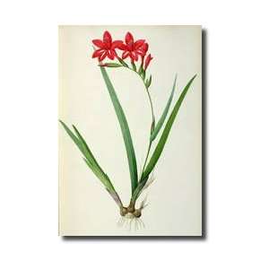  Gladiolus Cardinalis From les Liliacees 1805 Giclee Print 
