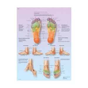 Foot Reflex Zone Massage   Anatomical Chart:  Industrial 