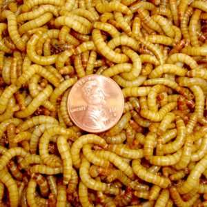  2000ct Live Mealworms, Pet Food for Reptile, Birds, and 