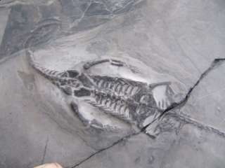 BARGAIN Genuine Triassic Pre Dinosaur Fossils Keichousaurus hui 