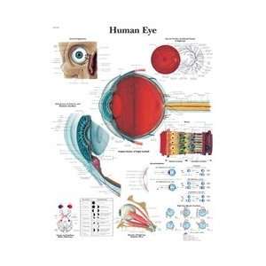 Human Eye   Anatomical Chart  Industrial & Scientific