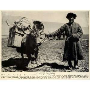  1929 Yak Transport Cargo Pamirs Rope Nostril Guide Dray 