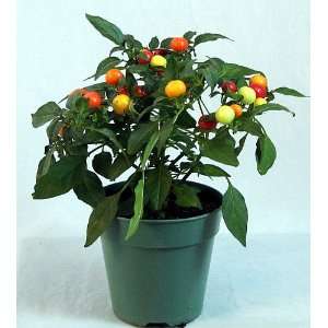  Orangina Pepper Plant   Indoors or Out   Hot Patio, Lawn 