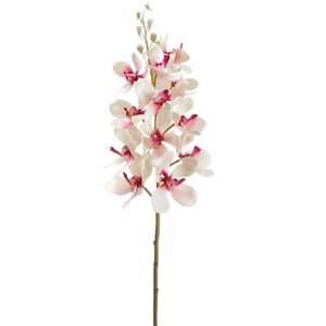  25 Vanda Orchid Spray (Box of 12): Home & Kitchen