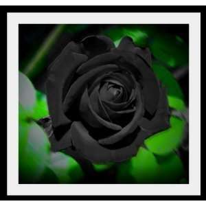  10 Black Dawn Rose Seeds 