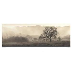   Oak Tree Finest LAMINATED Print Alan Blaustein 38x15: Home & Kitchen
