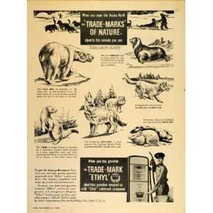  1948 Ad Ethyl Gas Polar Bear Arctic Hare Fox Wolf Seal 
