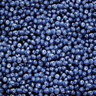 MAINE BLUEBERRY~Blueberries Quilt Realistic Fabric /Yd.  