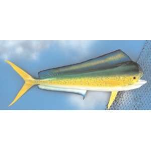  Land & Sea 41 Mahi Mahi Fiberglass Fish Wall Plaque: Home 