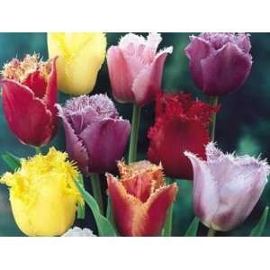  Fringed Mix Tulip Seed Pack: Patio, Lawn & Garden