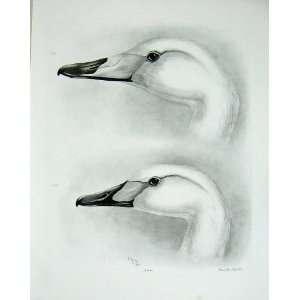   Head Of Whooper Swan And BewickS Swan Head Adult Bird: Home & Kitchen