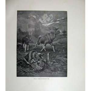   1904 Animals Forest Pleistocene Bear Kill Stag Millais: Home & Kitchen