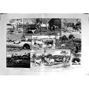   1889 Adventures Brahma Bull Bullocks Mem Sahib Natives