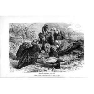  EUROPEAN VULTURES BIRDS PREY NATURAL HISTORY 1895: Home 