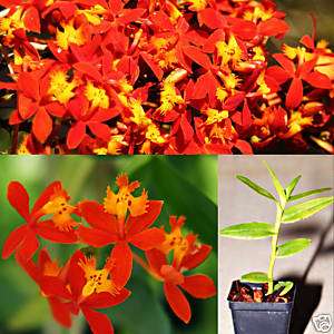 EPIDENDRUM ORCHID SUNBURST REED STEM PLANT Rare  