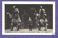 Y4353 Broncho Bills Elephants Salt & Saucy, postcard  