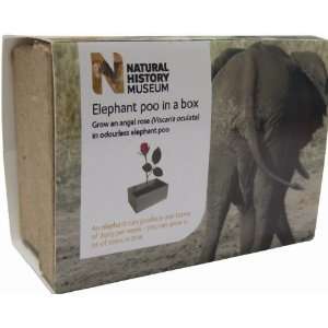  Elephant Poo in a Box   Sunflowers Toys & Games
