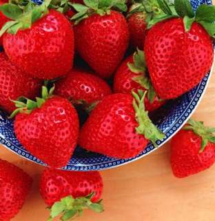   Everbearing Strawberry Plants   BEST BERRY   Bare Root Plants  