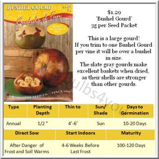 bushel gourd is