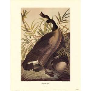  John Woodhouse Audubon Canada Goose 23.00 x 30.00 Poster 