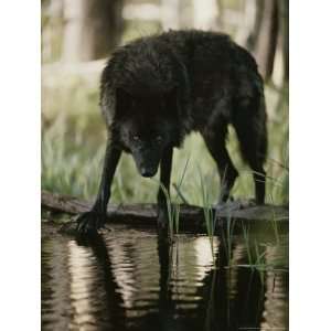 Gray Wolf, Canis Lupus, Stops at a Woodland Stream For a Drink Premium 