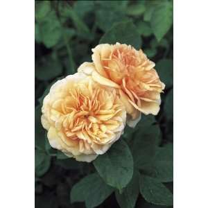  Charles Austin (Rosa English Rose)   Bare Root Rose: Patio 