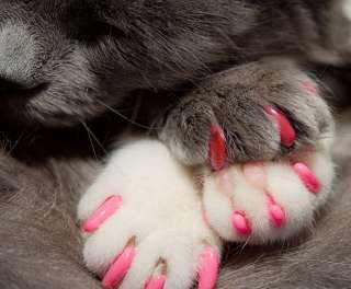 Soft Nail Caps For Cat Claws * PAWS OFF * USA SELLER  