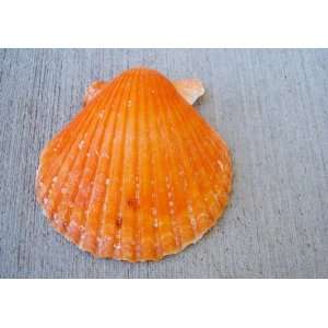  Orange Atlantic Scallop Seashells (Argopecten Gibbus)   12 