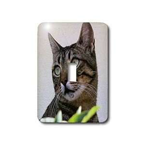   Cat Tabby Cat   Light Switch Covers   single toggle switch Home