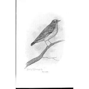  Woodlark By Stannard Favourite Song Birds 1897