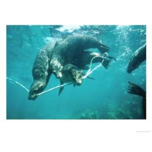 Galapagos Sea Lion, Pups Cavorting, Galapagos Stretched 