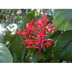 Firespike Plant Winter Bloomer Florida Native Bright Red Flower Spikes 