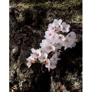 Japanese Cherry Tree Blossoms