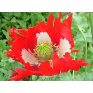   Poppy 1500 Seeds   Papaver somniferum. One Stop Poppy Shoppe® Brand