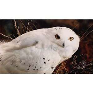  Carl Brenders   Amber Gaze Snowy Owl