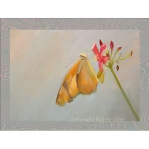 Smithsonian Butterfly Note Cards   Butterfly Kiss Gray 