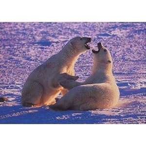  Polar Bears Clementoni 1000 Pieces Puzzle Toys & Games