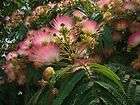 Mimosa Tree, Silk Tree, Albizia Julibrissin SHIPS FREE  