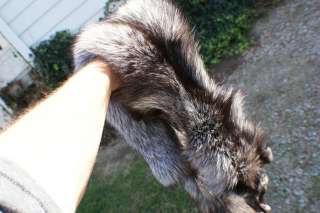 Gorgeous color Silver fox pelt tanned/dressed early fall harvested 