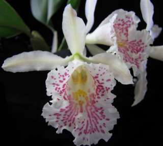 Trichopilia suavis Species Orchid Plant  