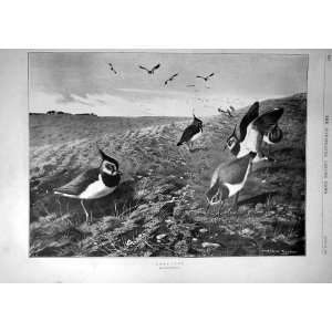  1897 Lapwing Birds Thorburn Animal Fine Art Old Print 
