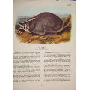  Badger Rat Rats Shrew Mouse Rodent Color Old Print