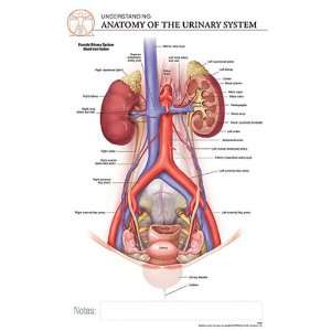  Post It Anatomy Urinary Chart