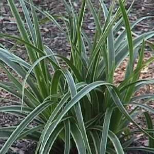  GRASS SEDGE ICE DANCE / four inch Potted Patio, Lawn 