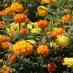  Marigold Seeds Crackerjack Mix Patio, Lawn & Garden