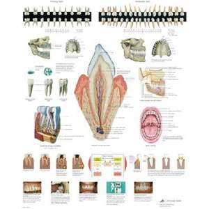 The Teeth Chart  Industrial & Scientific