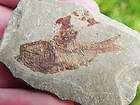 Fossil Fish Lebanon Cretaceous OLDER THAN MEGALODON SHARK KILLER 