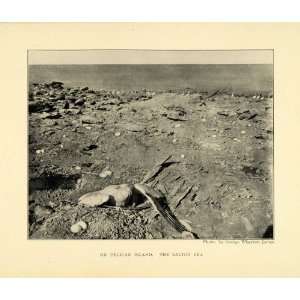  1906 Print Pelican Island Salton Sea Wildlife Landscape 