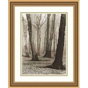  Beech Forest, 1936 by Albert Renger Patzsch   Framed 