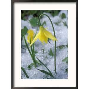 Glacier Lily Growing in Snow, Olympic National Park 